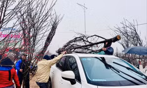 Chở đào Tết trên nóc ô tô: Lưu ý để đảm bảo an toàn và không sai luật