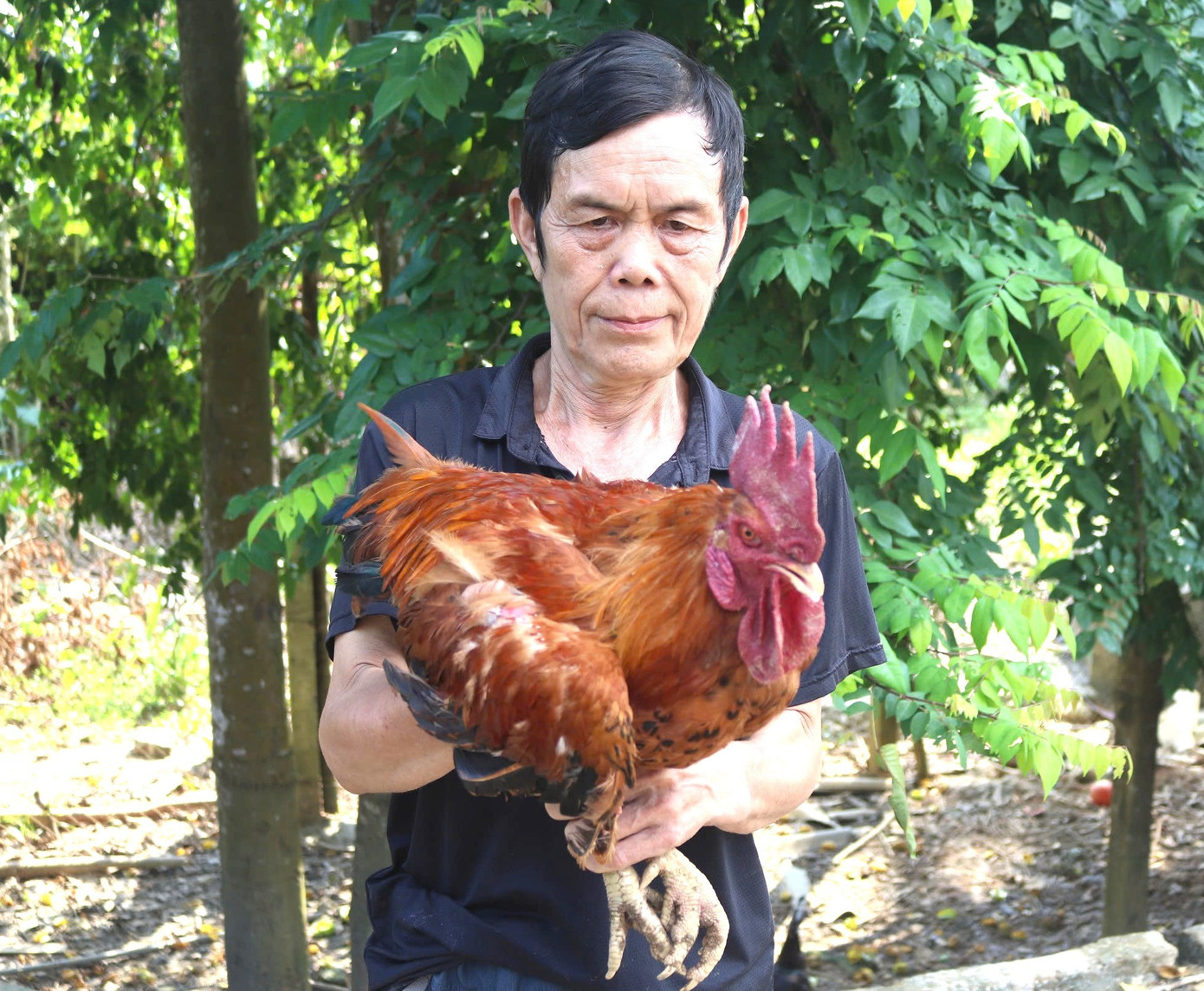 Mr. Pham Hong Giang, Thai Ha village, Ngoc Duong commune, from a poor farmer, developed a model of raising black pigs and sugarcane chickens, bringing in billions of dong in revenue each year, contributing to sustainable poverty reduction. z7010396219508-79ca8d52633acfb68b9d5d4ff4ad2644.jpg