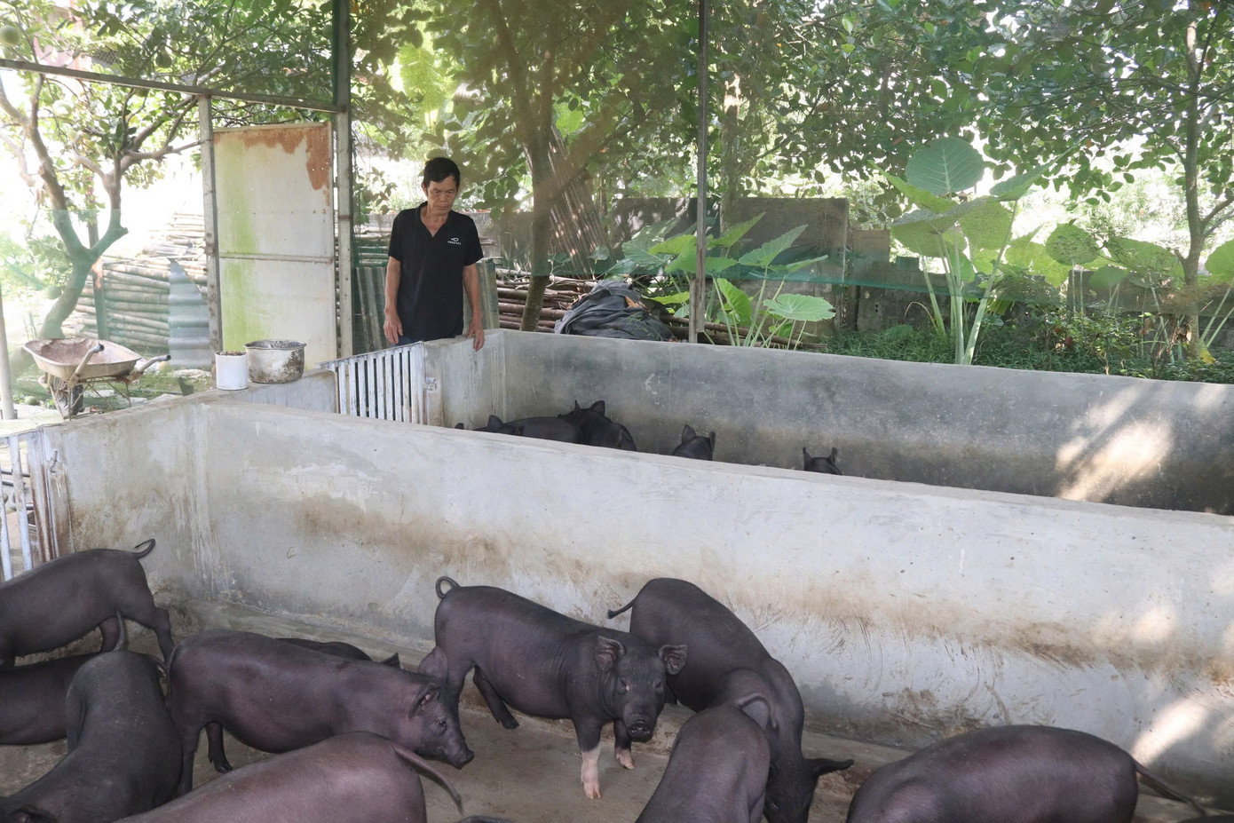 Pig farming model of Mr. Pham Hong Giang. z7010396109547-314861b92d0fd5d56f6913bab559a59b.jpg