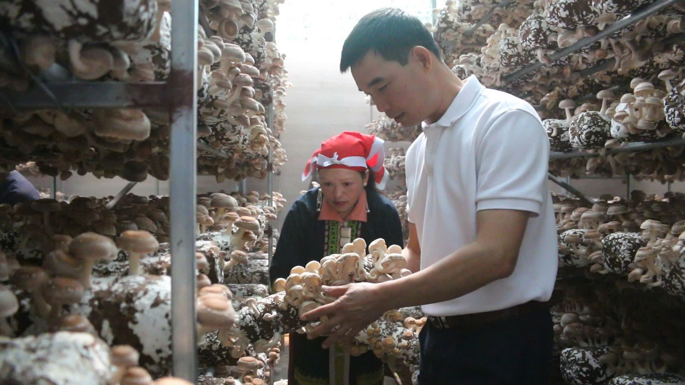 Mỗi năm cơ sở cho ra thị trường khoảng 100 tấn nấm tươi, doanh thu gần 12 tỷ đồng/năm. Ảnh: Phạm Quỳnh z6863217205991-9016b57e89720a14cee8243b1102e5f9.jpg
