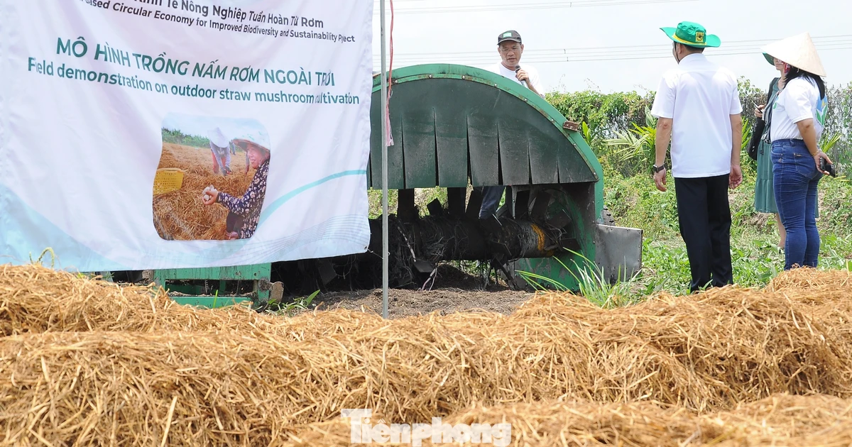 Xử lý rơm rạ sau thu hoạch để giảm ô nhiễm, phát triển nông nghiệp xanh ...
