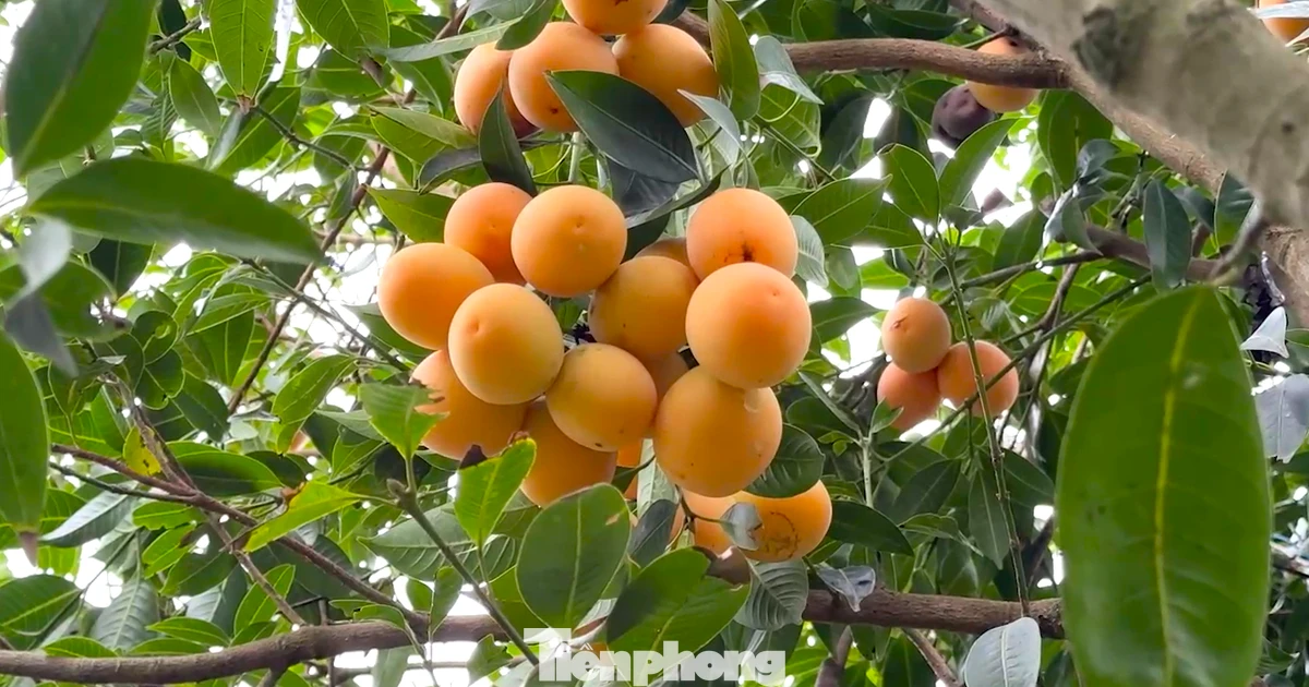 Từ cây dại, thanh trà ở Vĩnh Long thành đặc sản