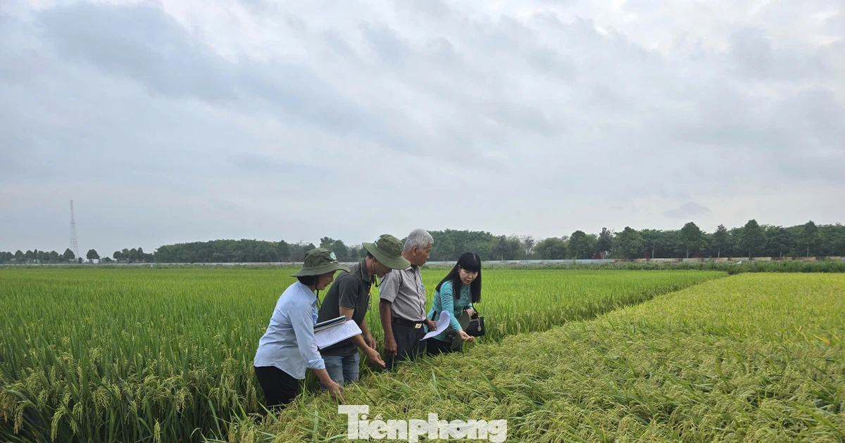 Gạo phát thải thấp: Tuyệt đối tránh 'con sâu làm rầu nồi canh'