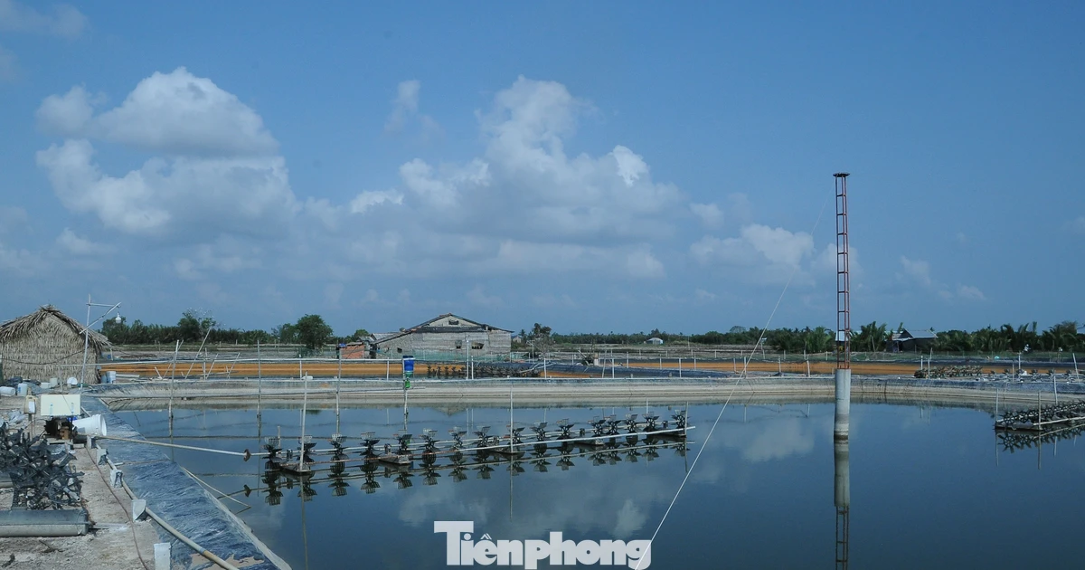 Khơi thông thủ tục chứng nhận cho tôm nguyên liệu xuất khẩu