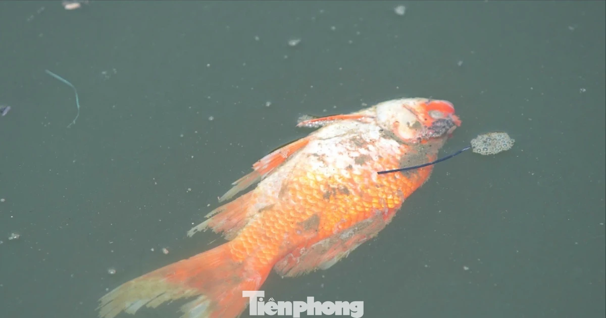 Mặt hồ nổi váng, cá chép chết ngửa trong ngày tiễn ông Công ông Táo