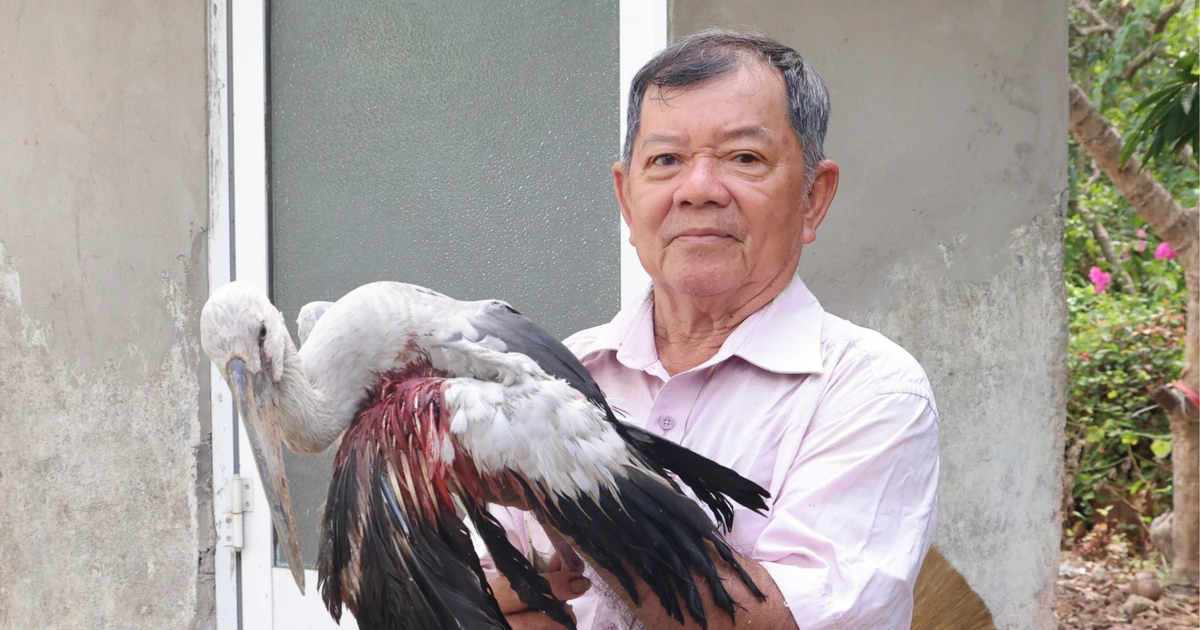 Tiếng kêu cứu từ khu vườn: Lão nông bất lực nhìn đàn chim quý thưa dần trước nạn săn bắn