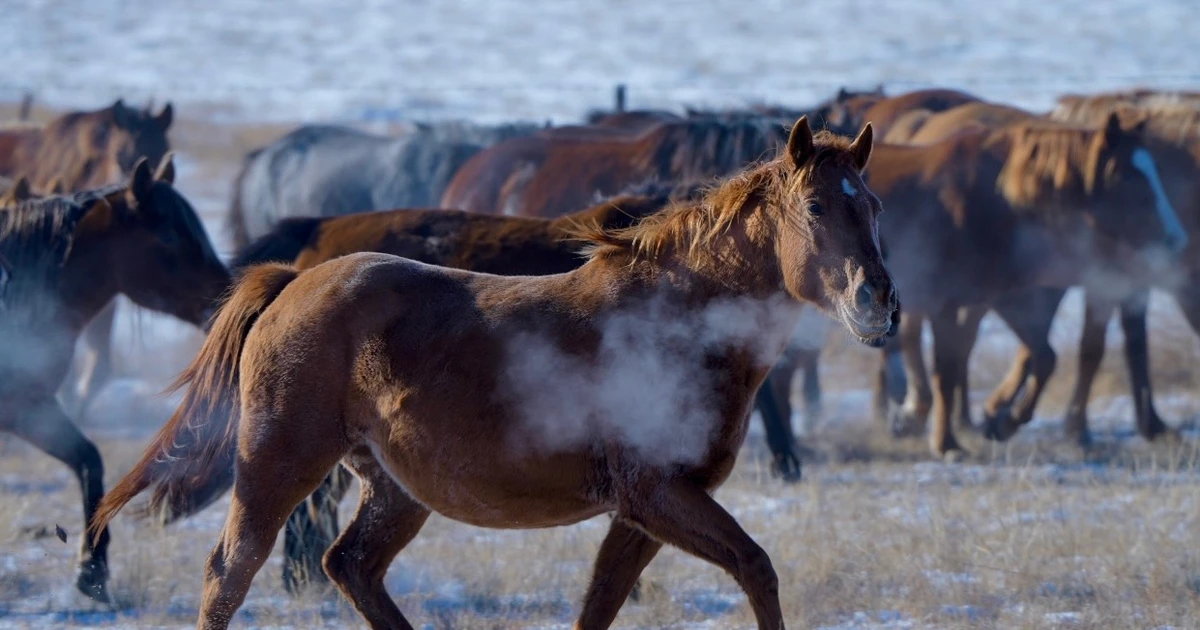 Vó ngựa thảo nguyên và mùa xuân đoàn viên