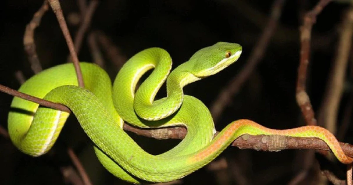 Đi hái cà phê, người đàn ông ở Đắk Lắk bị rắn lục đuôi đỏ cắn tử vong | Báo  điện tử Tiền Phong