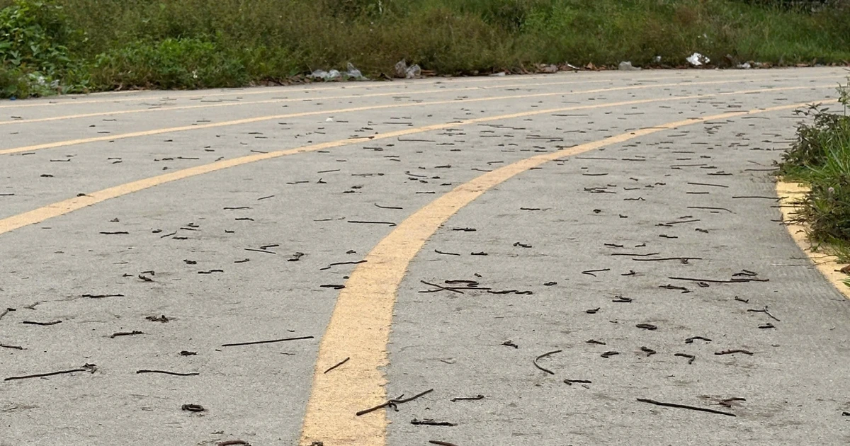 Ngày thứ 2 liên tiếp, giun đất bủa vây đường chạy bộ khiến người dân 'nổi da gà'