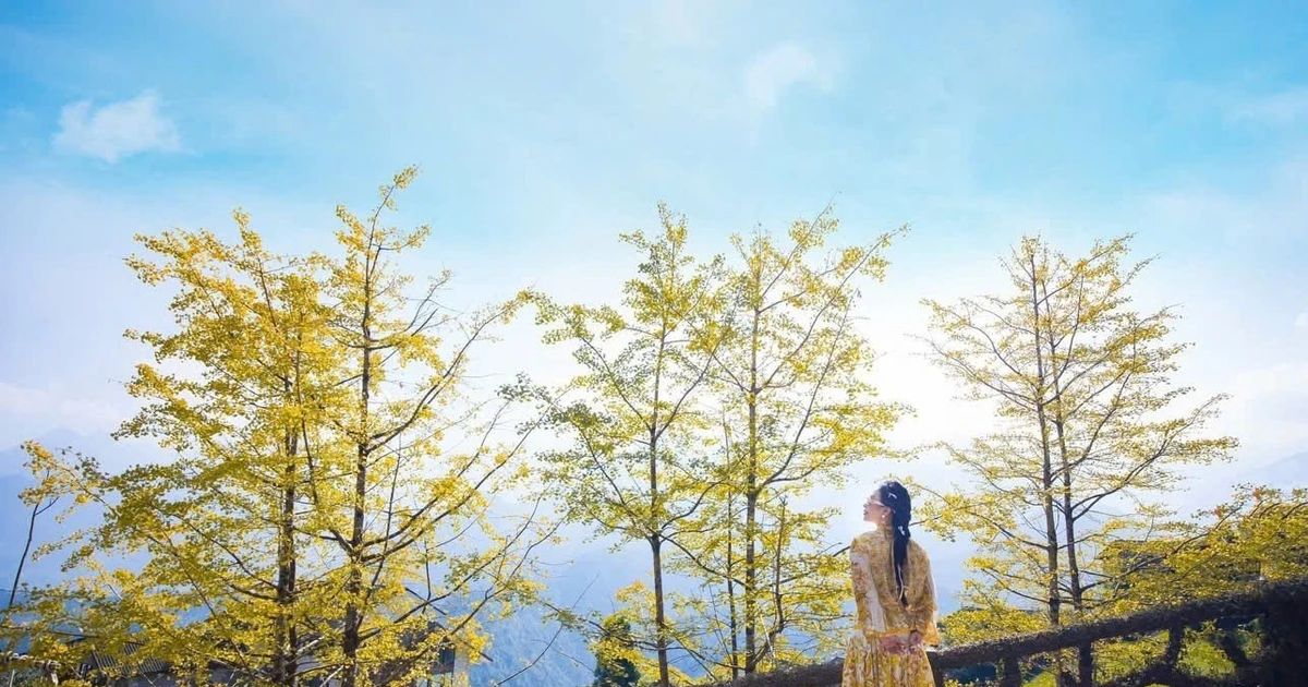 Loài cây ở Sa Pa xanh tươi quanh năm bỗng chuyển sắc vàng rực rỡ