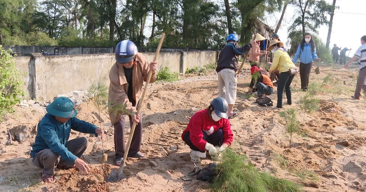 Cưỡng chế công trình, trồng lại 1.000 cây phi lao tại khu rừng ven biển bị xâm hại ở Quảng Trị