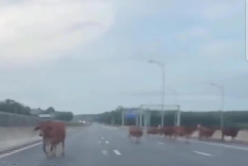 Đàn bò bất ngờ lạc vào cao tốc Vạn Ninh - Cam Lộ, đe dọa an toàn giao thông