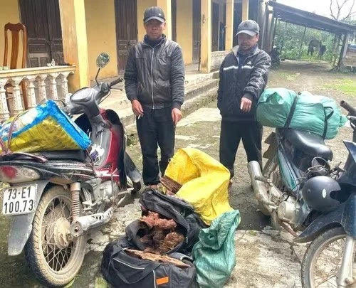 Bắt giữ vụ vận chuyển trái phép gỗ mán đỉa giữa ‘cơn sốt’ giá bất thường ở Quảng Trị