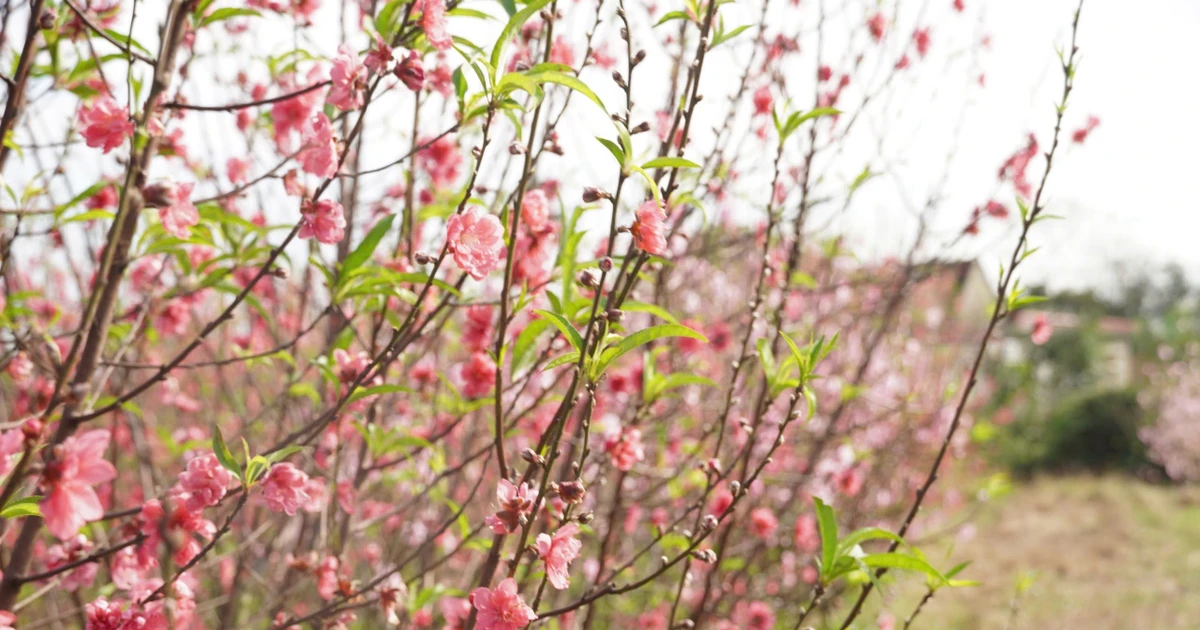 Làng hoa Lý Trạch lao đao