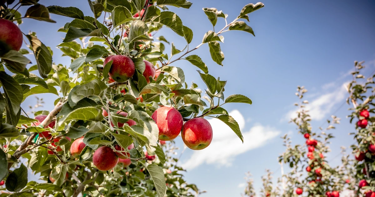 Washington Apples - Chuẩn mực nông sản Mỹ cho mâm Tết tròn vị của người Việt