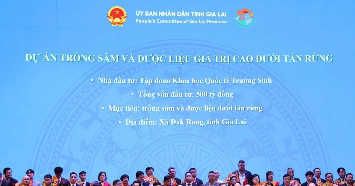 Hành trình quốc bảo sâm Việt Nam và chuẩn hoá dược liệu Việt