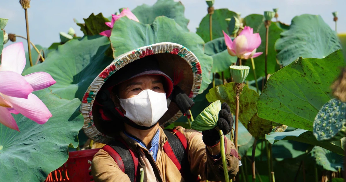 Xây dựng hệ sinh thái kinh tế sen Đất Sen Hồng