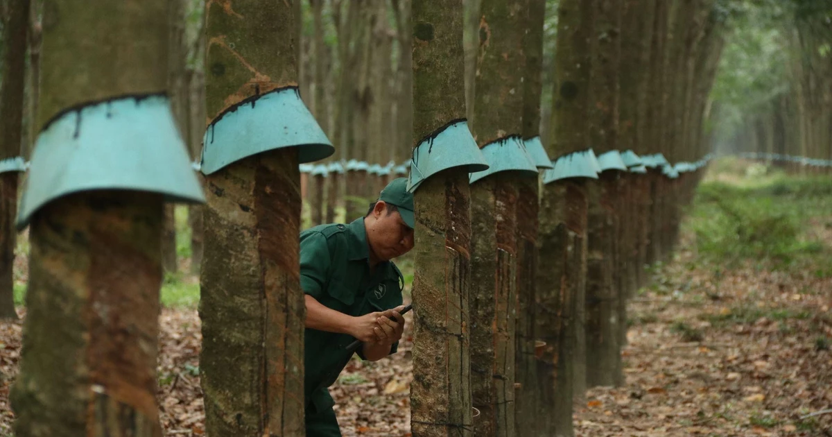 Ba thế hệ giữ màu xanh cao su