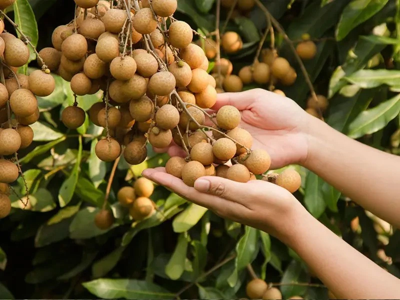 Tri thức dân gian trồng và chế biến nhãn lồng Hưng Yên được đề xuất ghi danh di sản văn hóa phi vật thể nhân loại