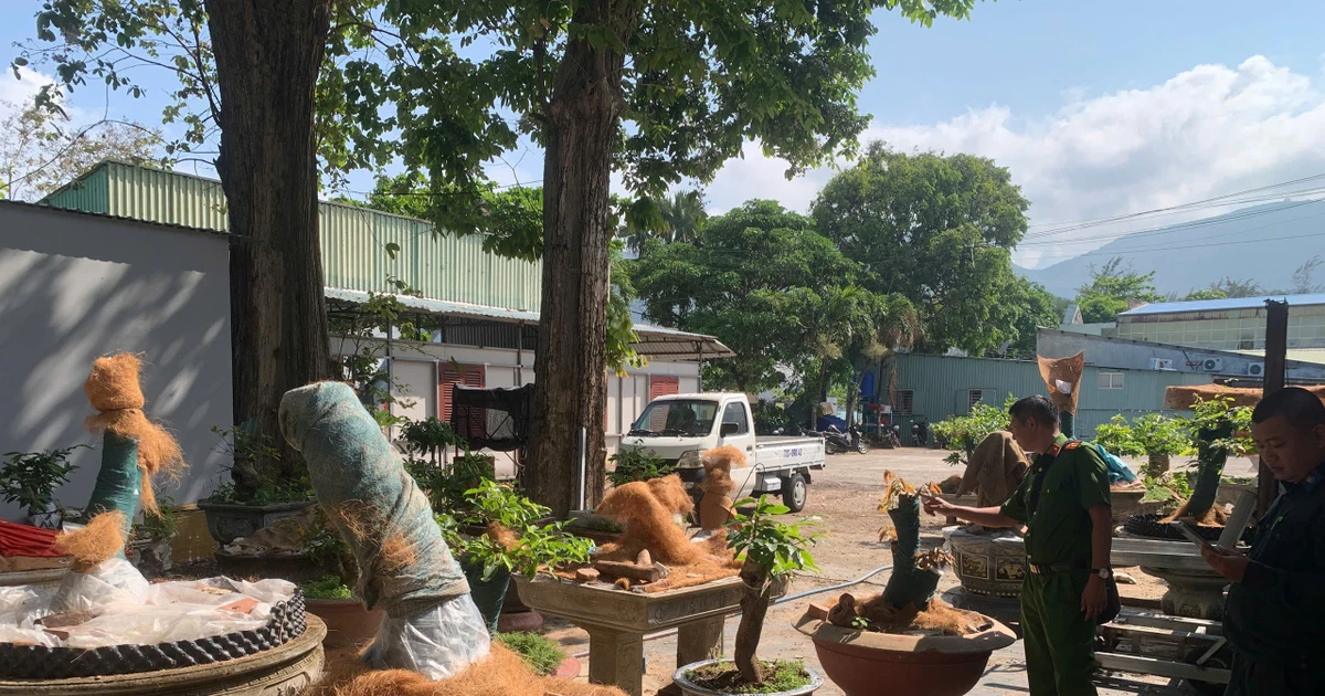 Chủ nhân 42 gốc mai bị tịch thu ở Côn Đảo được trả lại một nửa