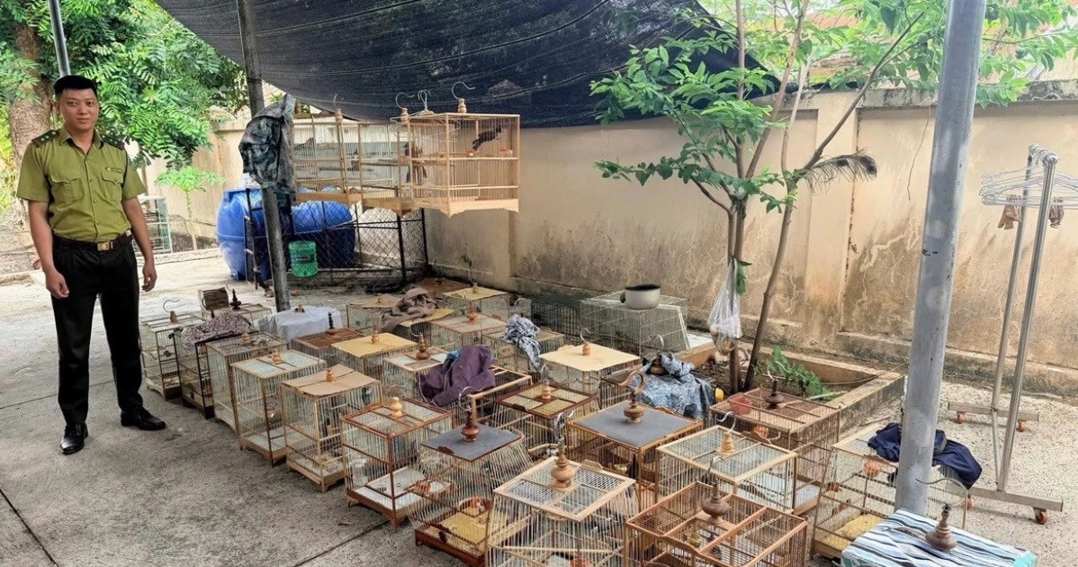 Nuôi chim cảnh không nguồn gốc bị phạt tiền và tịch thu tang vật