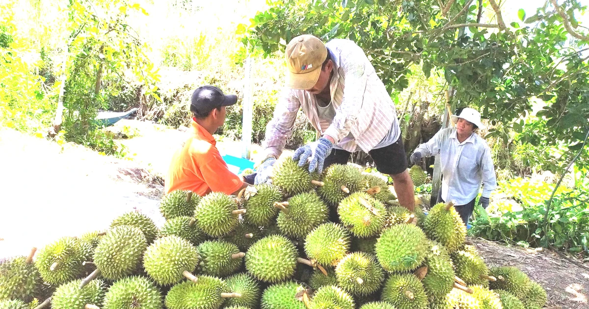 Mã số vùng trồng sầu riêng: Cách nào tránh cảnh 'cha chung không ai khóc'?