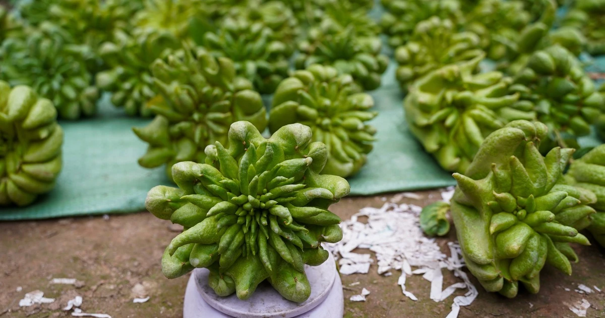 Phật thủ Tết giá đắt đỏ vẫn 'cháy' hàng