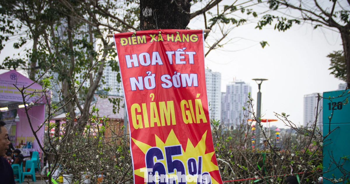 Thời tiết 'ép' đào nở sớm, nhà vườn xả hàng gỡ vốn như chiều 30 Tết