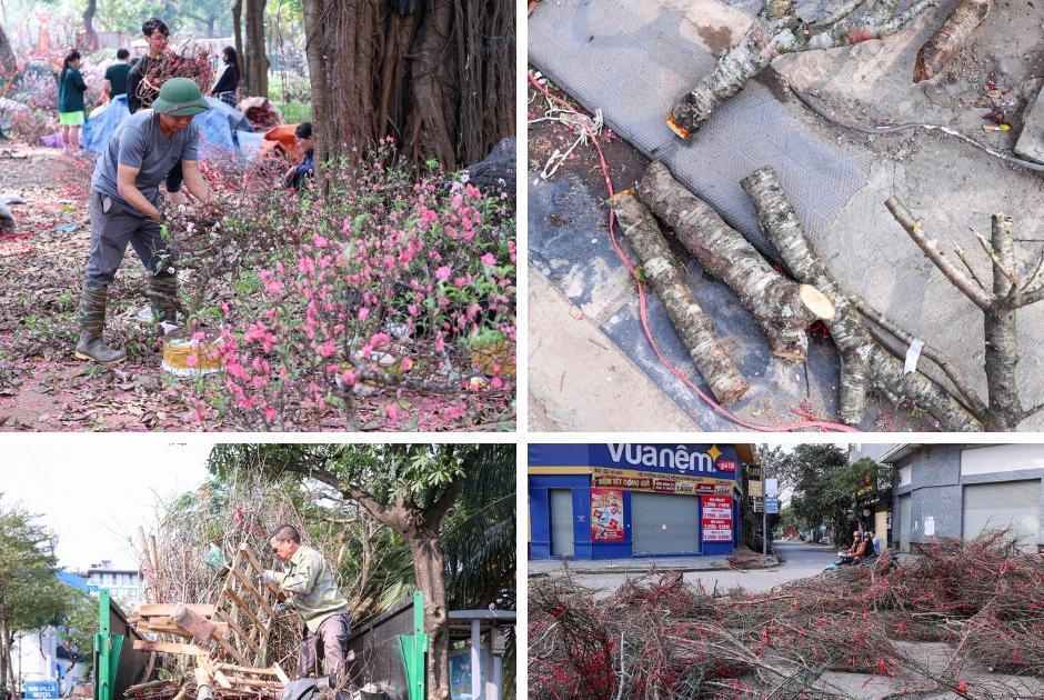 Xót xa cảnh đào, quất bị chặt bỏ la liệt chiều 29 Tết vì khách chờ ‘giá rẻ như cho’