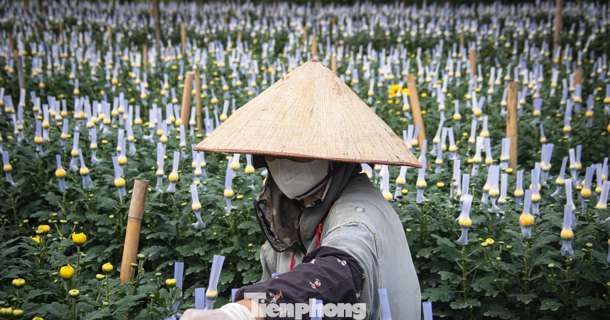 Thủ phủ hoa lớn nhất Hà Nội hối hả vào vụ Tết