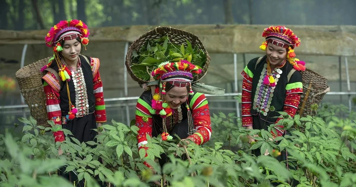 Phương án nào phát triển nông nghiệp hàng hóa, dược liệu quý ở Lai Châu?