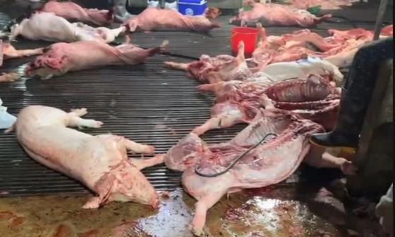 Hà Nội: Khởi tố 8 đối tượng trong đường dây buôn bán 300 tấn lợn mắc dịch tả lợn châu Phi