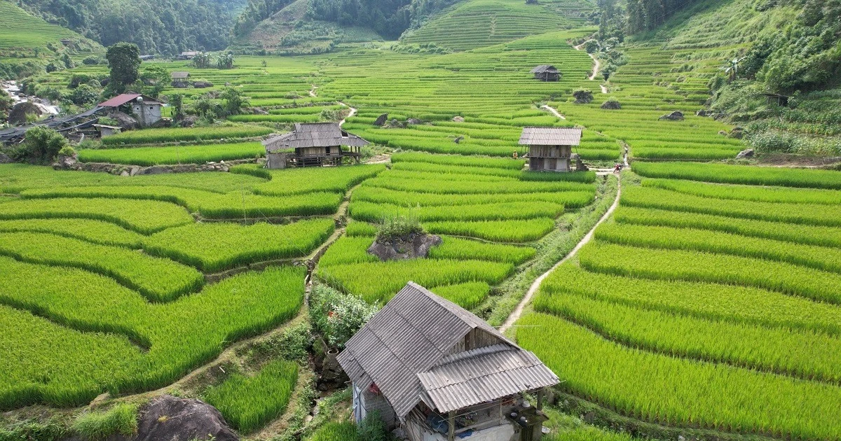 Mát mắt với màu xanh lúa non ruộng bậc thang ở Sa Pa