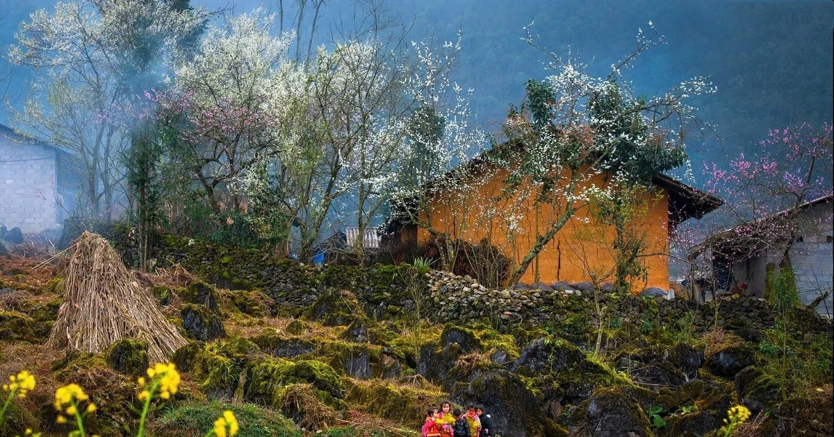 Lạc bước giữa những màu hoa sặc sỡ ở cao nguyên Đồng Văn