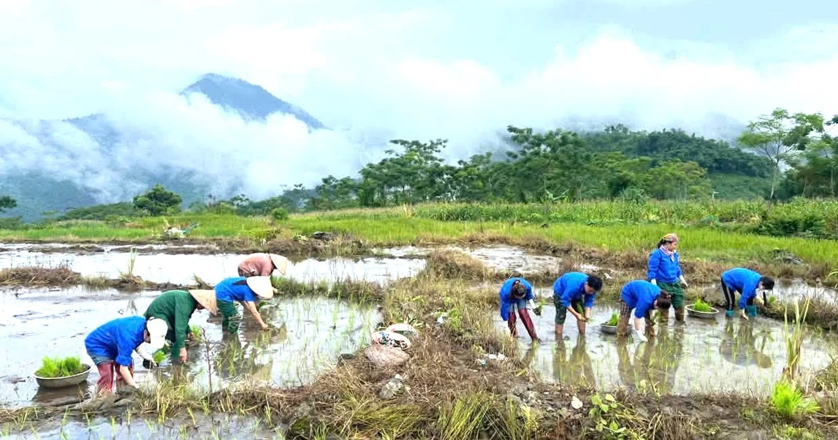 Tuổi trẻ Phú Thọ xuống đồng cấy lúa, tri ân gia đình chính sách