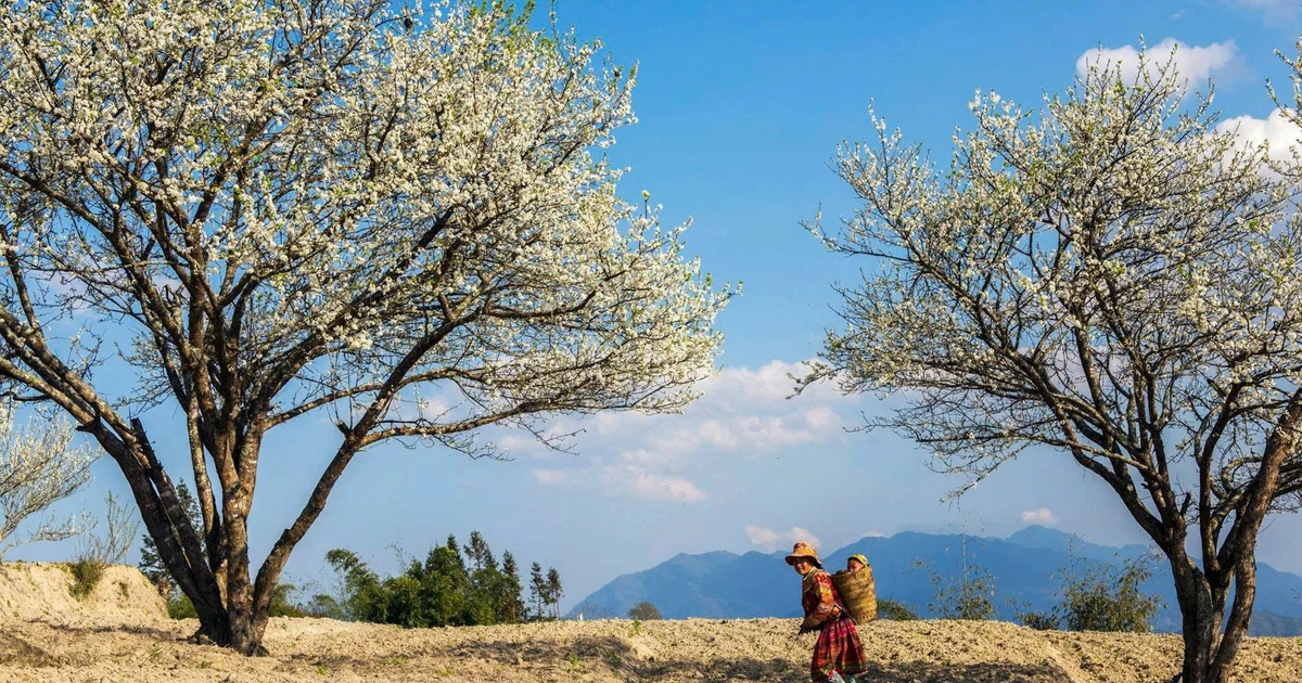 Mê mẩn hoa mận trắng xóa vùng sơn cước