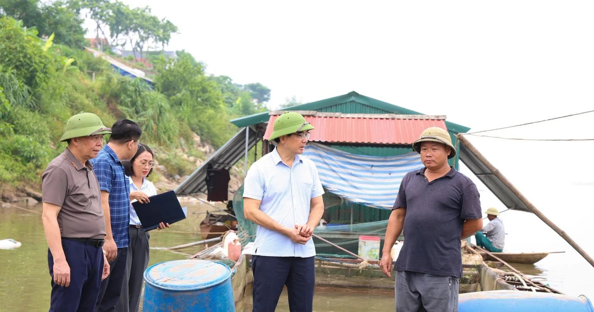 Mực nước sông Đà giảm đột ngột, hơn 73 tấn cá chết