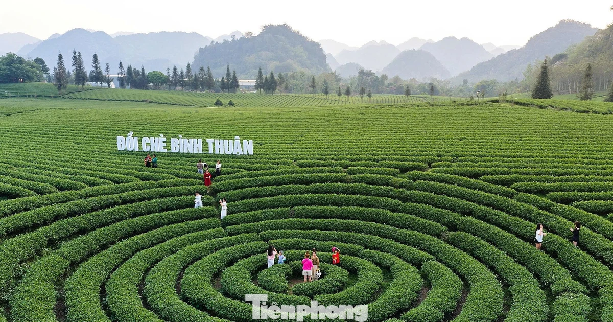 Ngắm những đồi chè tuyệt đẹp dưới chân đèo Pha Đin