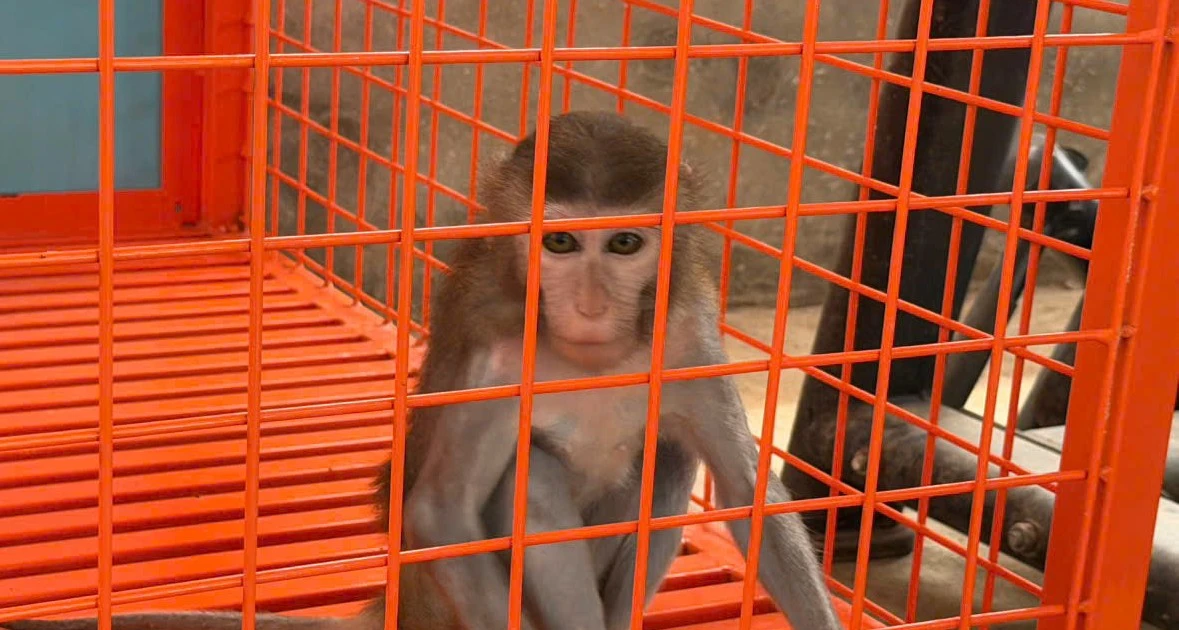 Phát hiện khỉ vàng thuộc nhóm nguy cấp bị nuôi nhốt trái phép ở Phú Thọ
