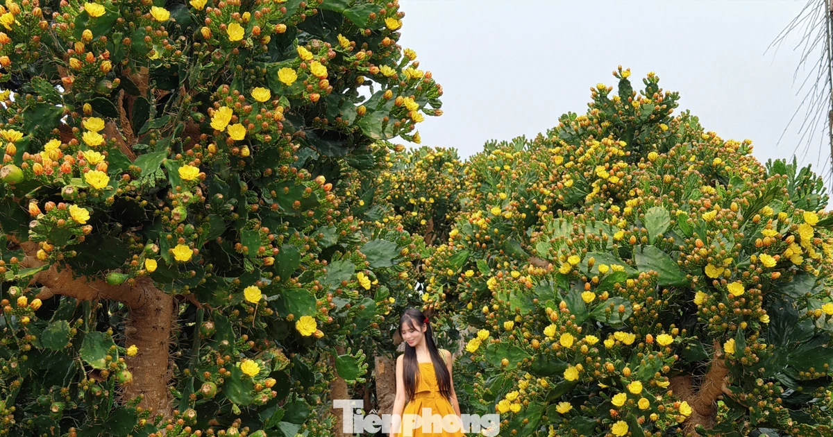 Ngắm loài cây sa mạc bung hoa, đẹp khác lạ ở Mộc Châu