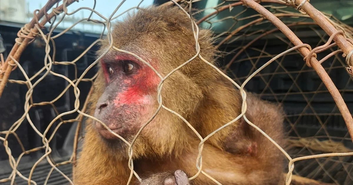 Cứu hộ, tái thả cá thể khỉ mặt đỏ quý hiếm về tự nhiên