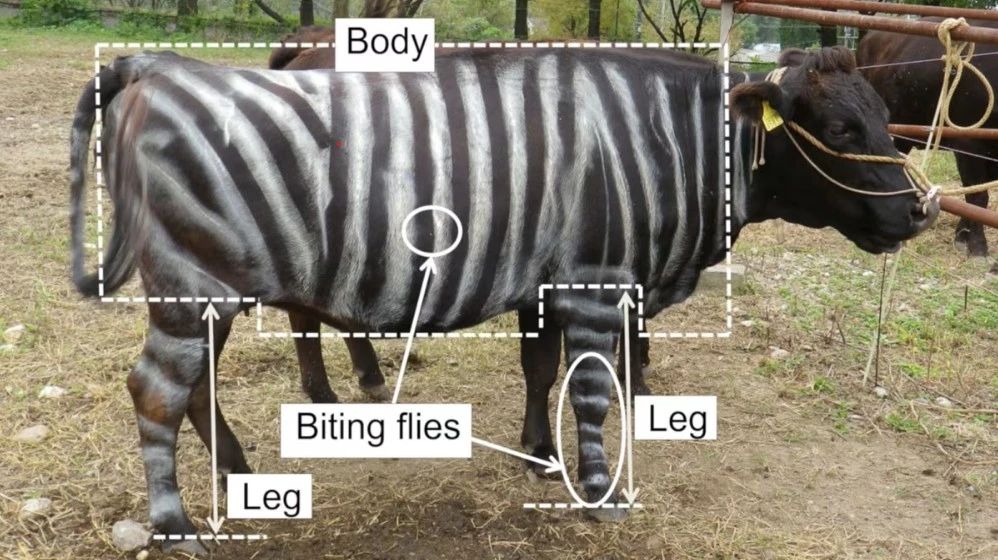 Ig Nobel 2025 gọi tên nghiên cứu ‘hóa trang’ bò thành ngựa vằn, pizza cho thằn lằn