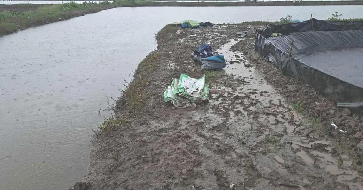 Hai người làm thuê tử vong nghi do sét đánh khi làm việc tại ao tôm