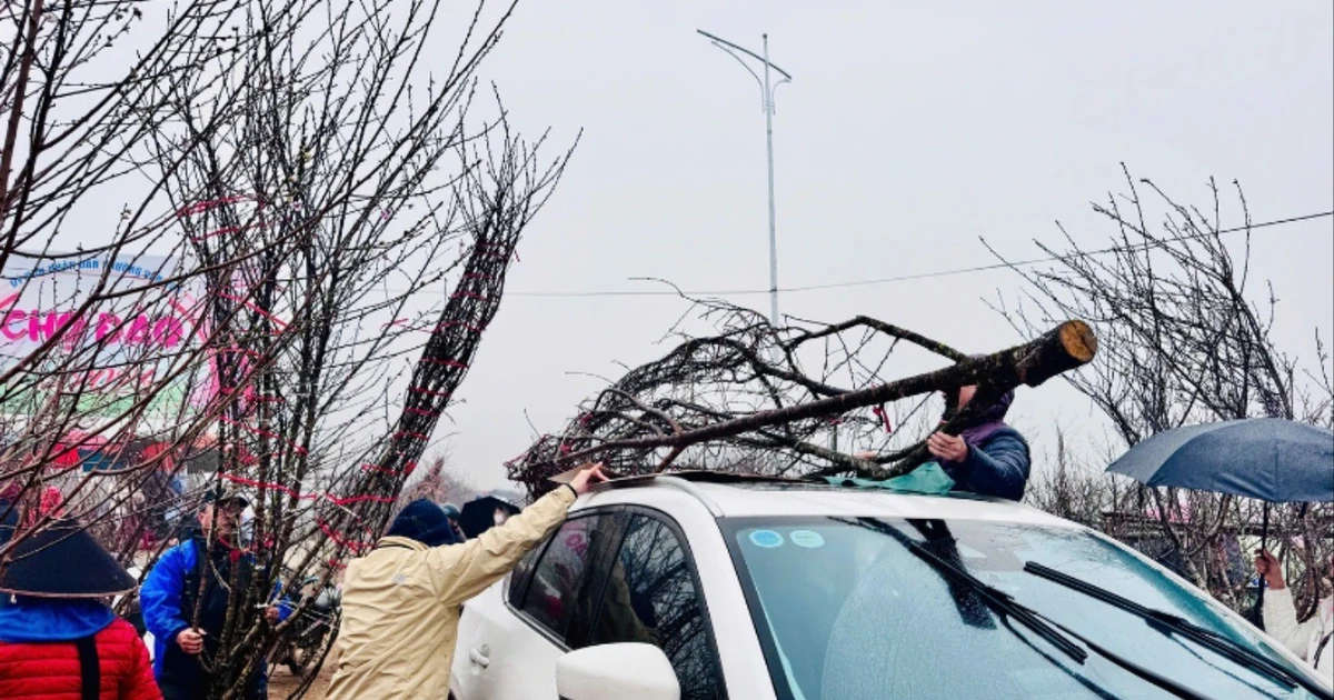 Chở đào Tết trên nóc ô tô: Lưu ý để đảm bảo an toàn và không sai luật