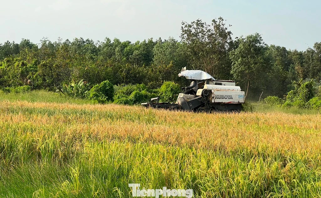 Hơn 3 tháng canh tác 1.000m² ruộng, nông dân thu chưa tới 4 triệu đồng