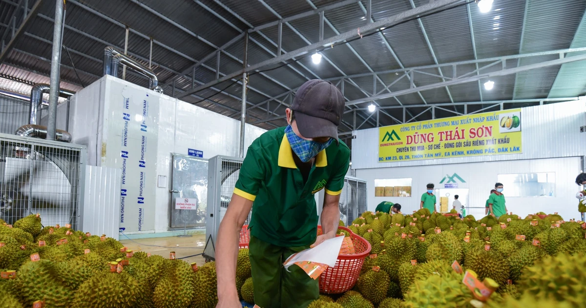 Nông sản Việt chinh phục thị trường Trung Quốc bằng cách nào?