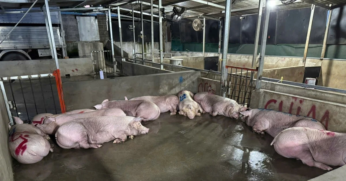 Liên tiếp phát hiện các điểm giết mổ trái phép ở TPHCM