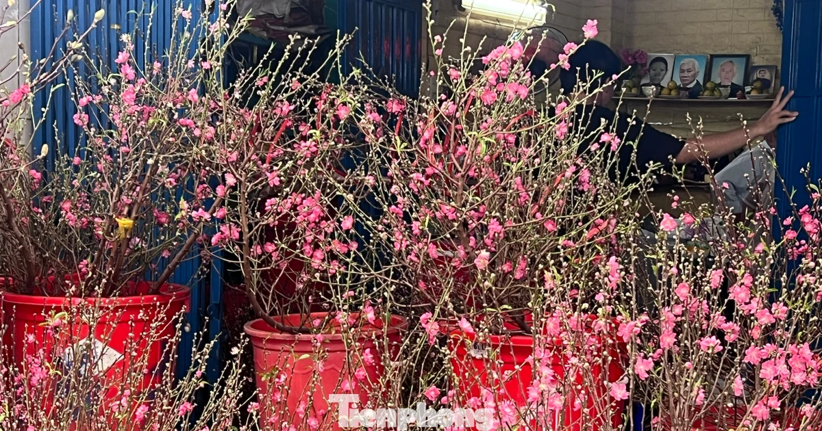 Đào mini đổ bộ Sài thành, giá rẻ đến bất ngờ