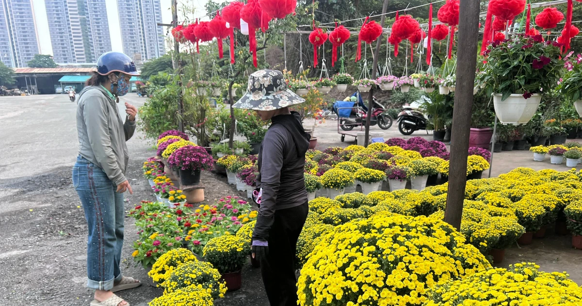 Cúc mâm xôi tràn ngập TPHCM, nhiều nơi kêu gọi 'giải cứu'