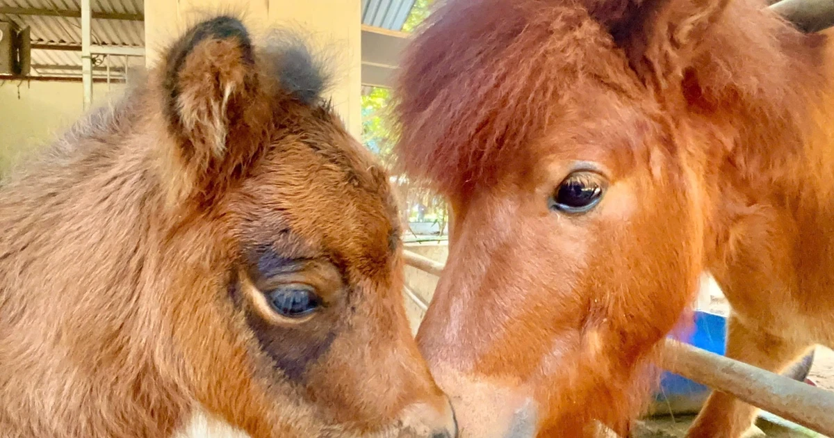 Bé ngựa lùn siêu đáng yêu 'đốn tim' du khách ở Thảo Cầm Viên